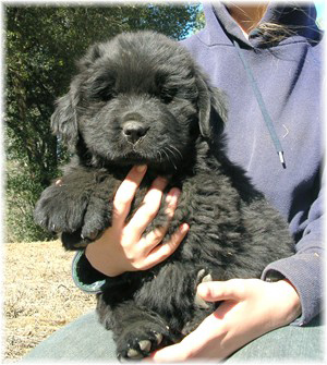 8 week old newfoundland puppy