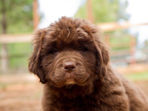 brown puppy starbelly