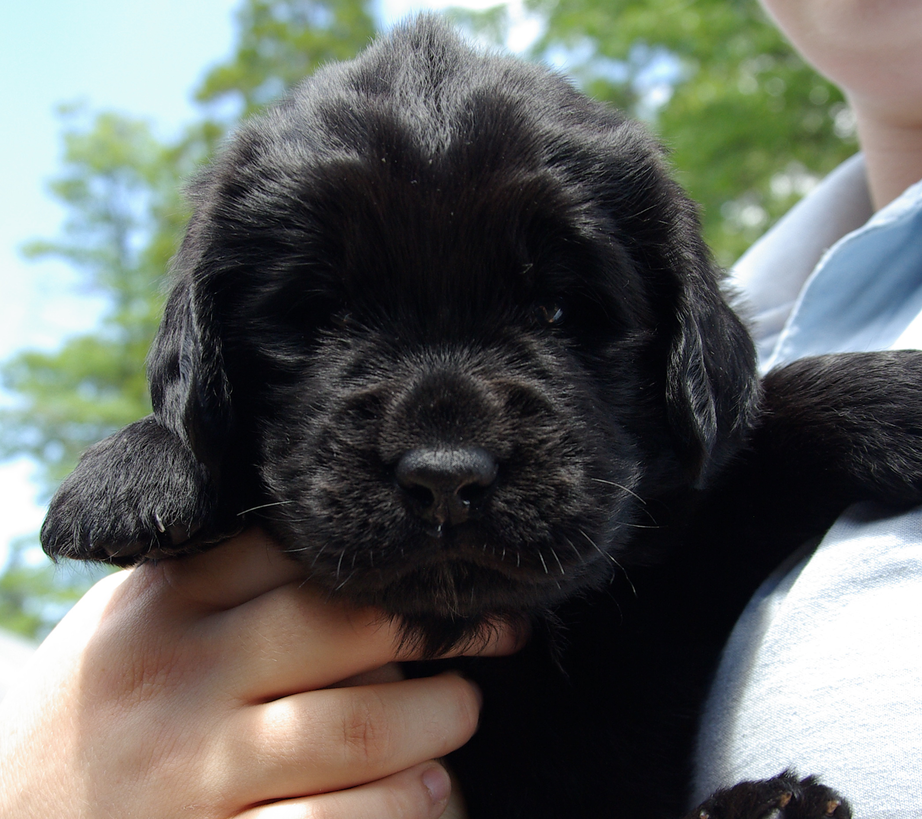 Wolfcreek Newfoundlands Dry Mouth Newfoundland Breeder